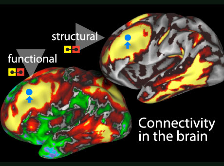 Mapping the brain