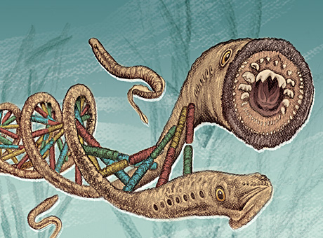 Illustration of the lamprey by Eric Young