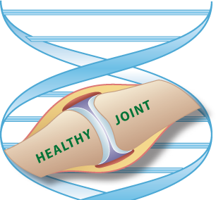 Healthy Joint