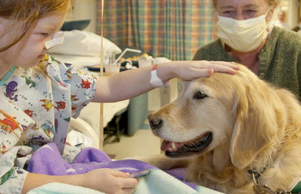 Regular visits by support dogs and their owners bring joy to patients.