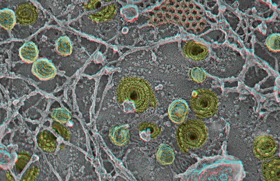 Cell biology as art | Digital Outlook