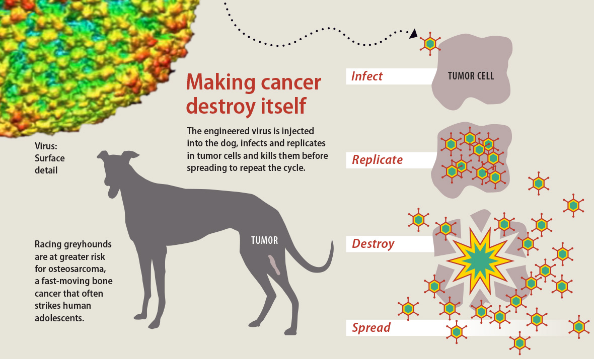 A graphic with the headline "Making cancer destroy itself" and illustrations that show the path of cancer cells being made to destroy themselves. The engineered virus is injected into the dog, infects and replicates in tumor cells and kills them before spreading to repeat the cycle.