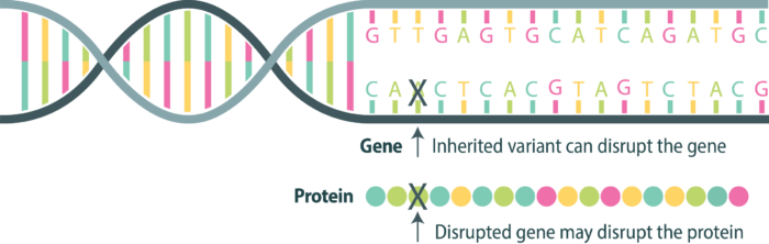 An illustration of a DNA sequence disrupted by an inherited variant of a gene along with a protein chain disrupted by a gene with the inherited variant.