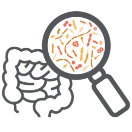 Graphic of the human gut with a magnifying glass highlighting different bacteria. 